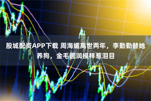 股城配资APP下载 周海媚离世两年，李勤勤替她养狗，金毛圆润模样惹泪目
